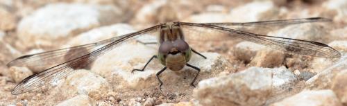 Sympetrum striolatum